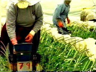 EMIGRACION (1)  CAMPESINOS